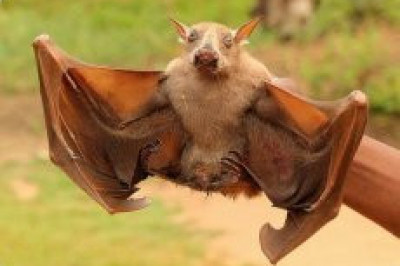 Кто такие листоносы Лича?