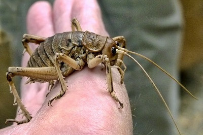 Могут ли сверчки стать домашними питомцами?