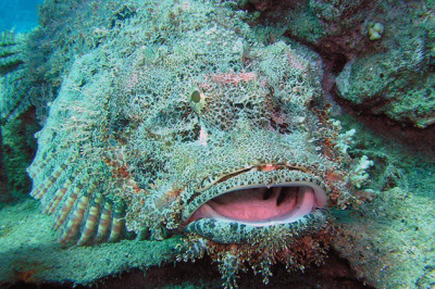 Что стоит знать о рыбе-камне?