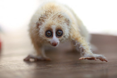 Почему толстых лори можно сравнить со змеями?