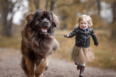 Какие пород собак больше всего подходят для детей?
