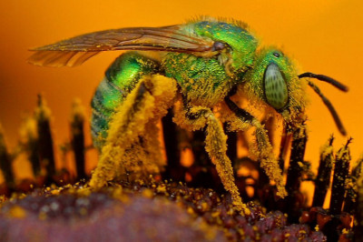 Кто такие галиктиды и чем они опасны?