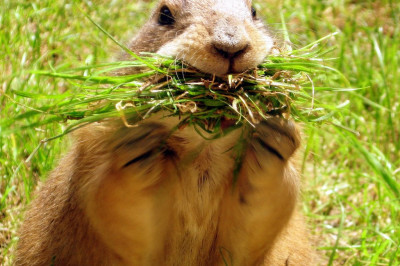 Так ли милы луговые собачки как кажется?