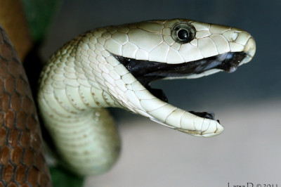 Почему черная мамба  так называется?