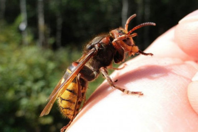 Топ опасных ос в природе