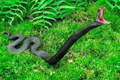 6 страшных фактов о черной мамбе