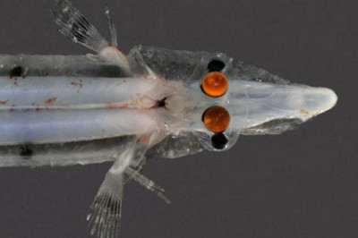 Правда ли, что в природе существует четырехглазая рыба?