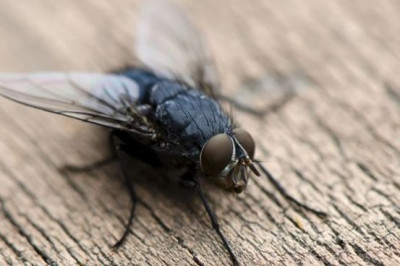 Любопытные факты о мухах