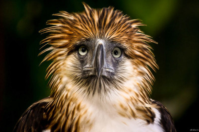 Кто такие филиппинские обезьяноеды?