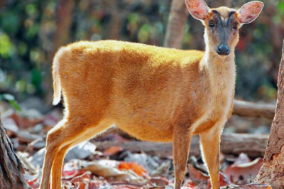 Топ удивительных примеров того, как животные адаптируются к окружающей среде