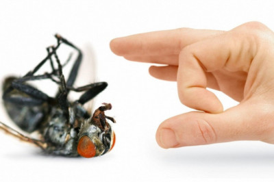 Неприятные факты о мухах, которые стоит знать каждому