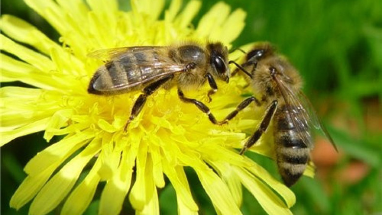 Топ самых трудолюбивых насекомых