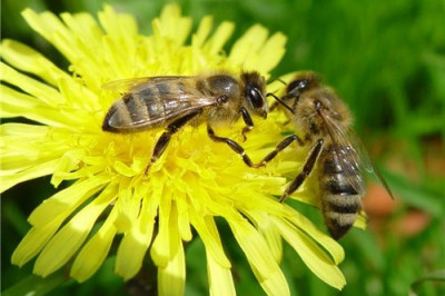 Топ самых трудолюбивых насекомых