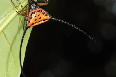 Чем необычен длиннорогий ткач?