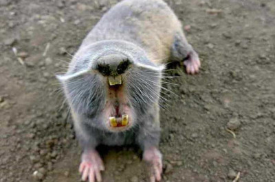 Кто такие слепыши?