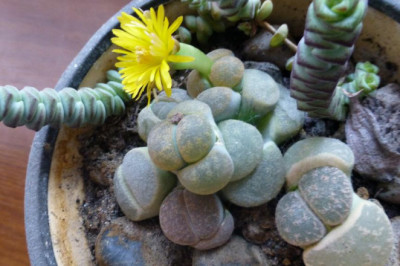 Правда ли, что камни могут быть живыми?