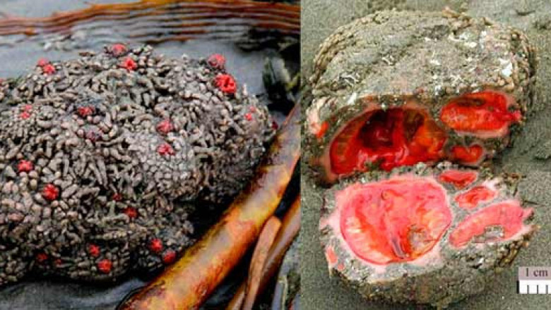 Pyura chilensis- необычные животные, которые похожи на скалы, но с красной плотью внутри