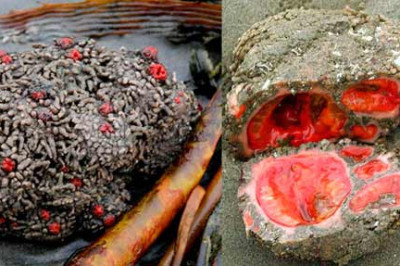 Pyura chilensis- необычные животные, которые похожи на скалы, но с красной плотью внутри