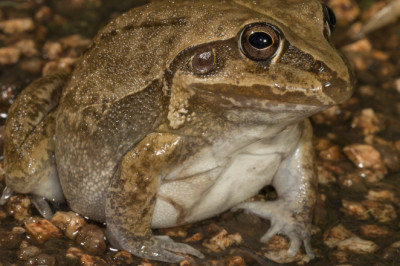 Как лягушки лопатницы умеют выживать в самых засушливых местах мира?