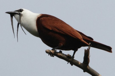  Чем необычен трехусый звонарь?