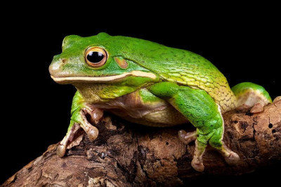 7 любопытных фактов о лягушках