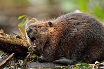 Какими могут быть профессии у разных животных?