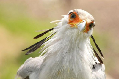 Как та или иная форма клюва помогает птицам в пропитании?