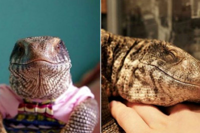 Можно ли содержать варана дома?