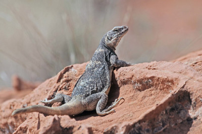 Зачем некоторым ящерицам надо раздуваться?