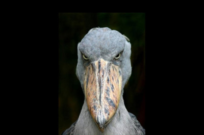 Топ птиц  с необычайными клювами