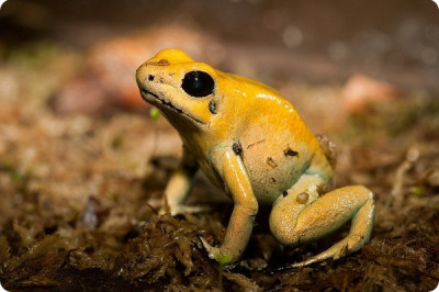 Ужасный листолаз как очень ядовитая амфибия