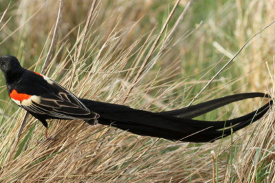 Поразительные птицы с восхитительными хвостами