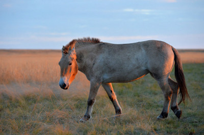 Отчего лошадей Пржевальского не дрессируют?