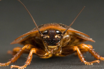 Смогут ли тараканы пережить радиацию?