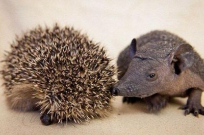 Линяет ли еж?