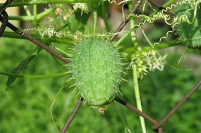 Съедобен ли бешеный огурец?