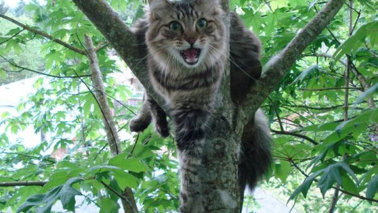 Отчего коты нередко "застревают" на деревьях?
