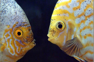 Правда ли, что рыбы немы?