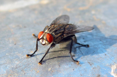 Отчего мухи в конце лета начинают больнее кусаться?