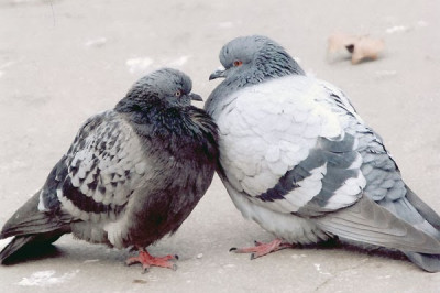 Отчего голубь с оливковой ветвью является символом мира?