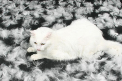 Зачем животным нужна линька?