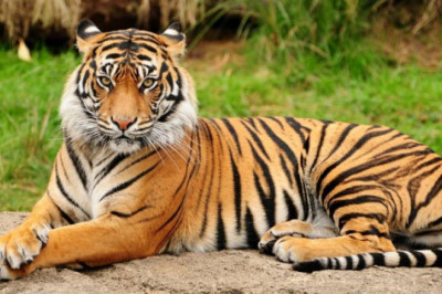 7 удивительных фактов о тиграх