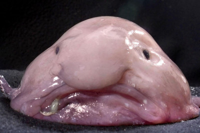 Рыба-капля- самая печальная рыба в мире