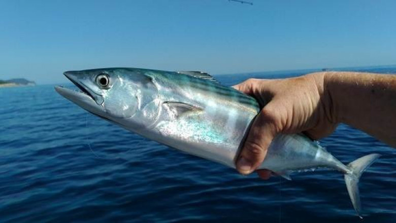 Если вода в море соленая, то почему рыбы несоленые?