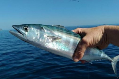 Если вода в море соленая, то почему рыбы несоленые?