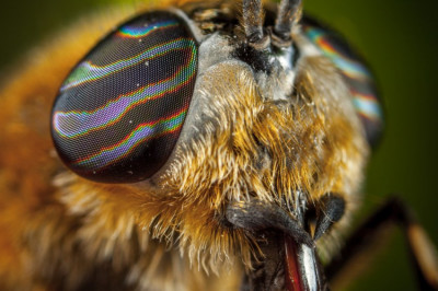 Так ли опасен укус шершней для здоровья?