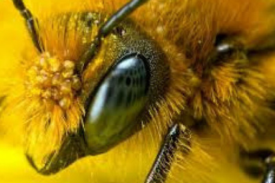 Всегда ли пчела жалит в своей жизни только один раз?