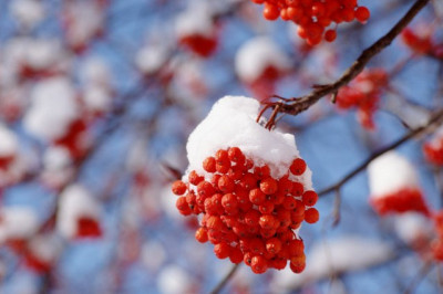 Отчего рябина на морозе становится более сладкой?