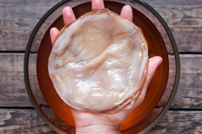 Чем необычен чайный гриб?