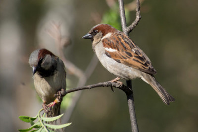 Сколько калорий требуется птицам?